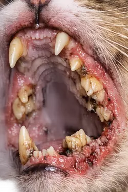 Imagen de periodontitis felina